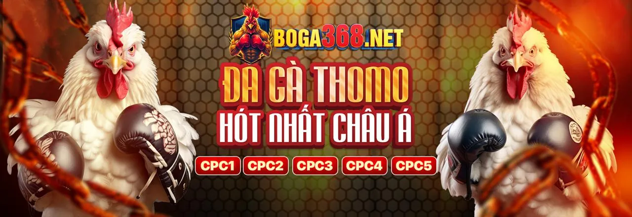 Đá gà trực tuyến Kclub